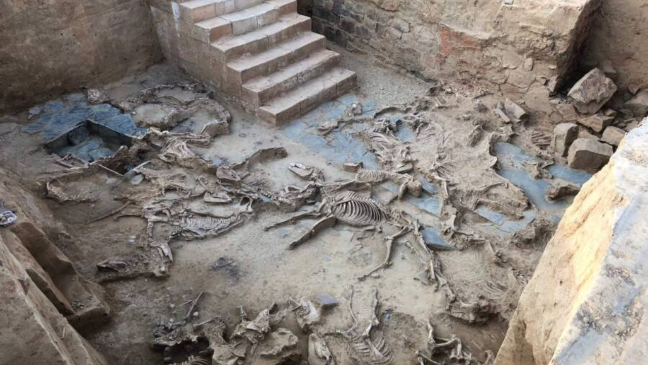 Sacrifício de cavalos em Casas del Turuñuelo revela logística da Idade do Ferro