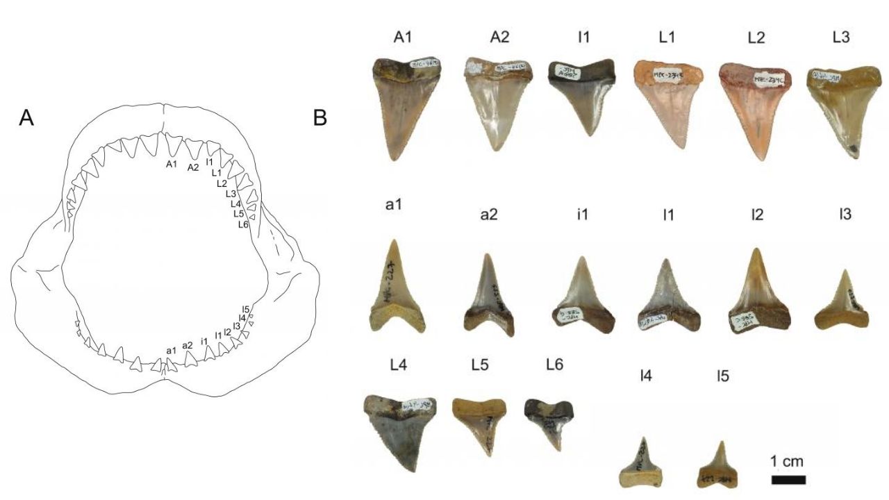 Pesquisadores encontram dentes fossilizados de tubarões brancos na costa da América do Sul