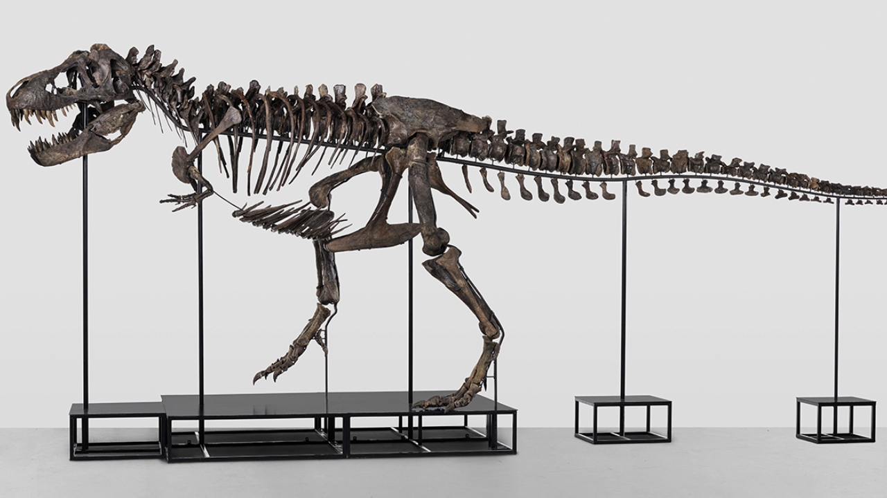Esqueleto de T. rex que viveu há 67 milhões de anos será leiloado na Suíça