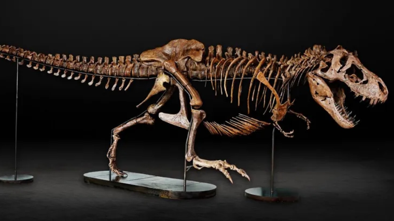 Museu apresentará esqueleto de T.rex grávida pela 1ª vez
