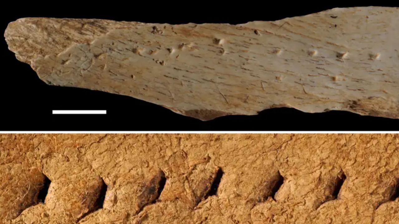 Humanos já usavam roupas de couro ajustáveis há 40 mil anos, sugere estudo