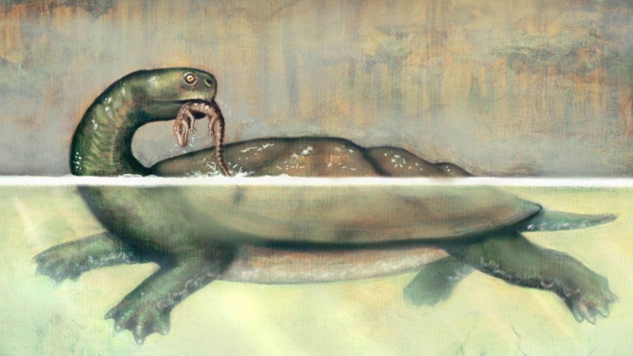 Conheça a tartaruga sul-americana gigante do passado