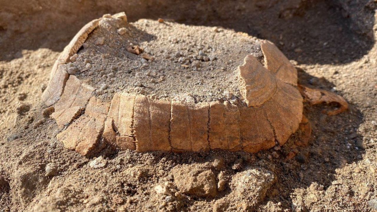 Arqueólogos encontram tartaruga grávida morta pelo Vesúvio em Pompeia