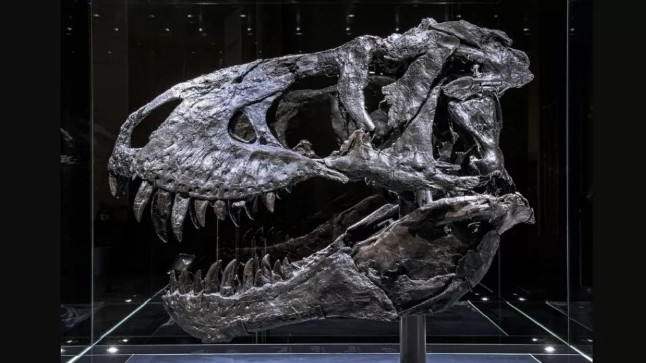 Famoso tiranossauro rex teve infecção óssea, diz estudo
