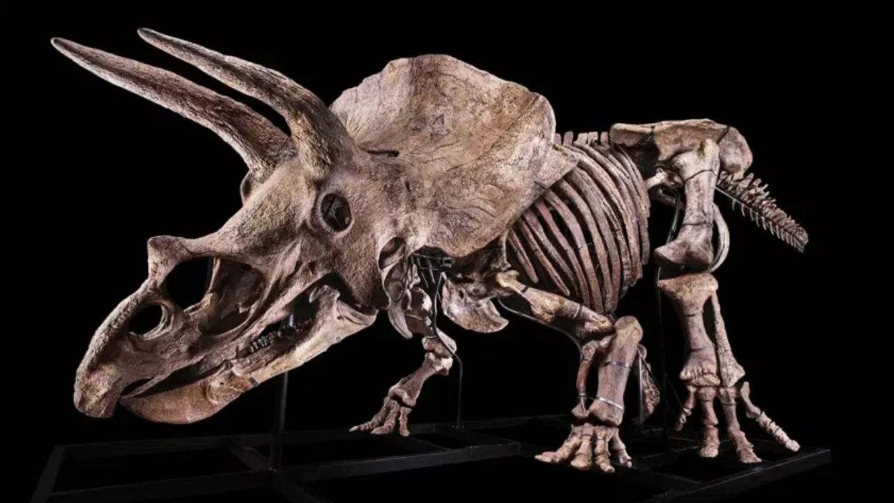 Maior fóssil de Triceratops já descoberto, de 66 milhões de anos, irá a leilão