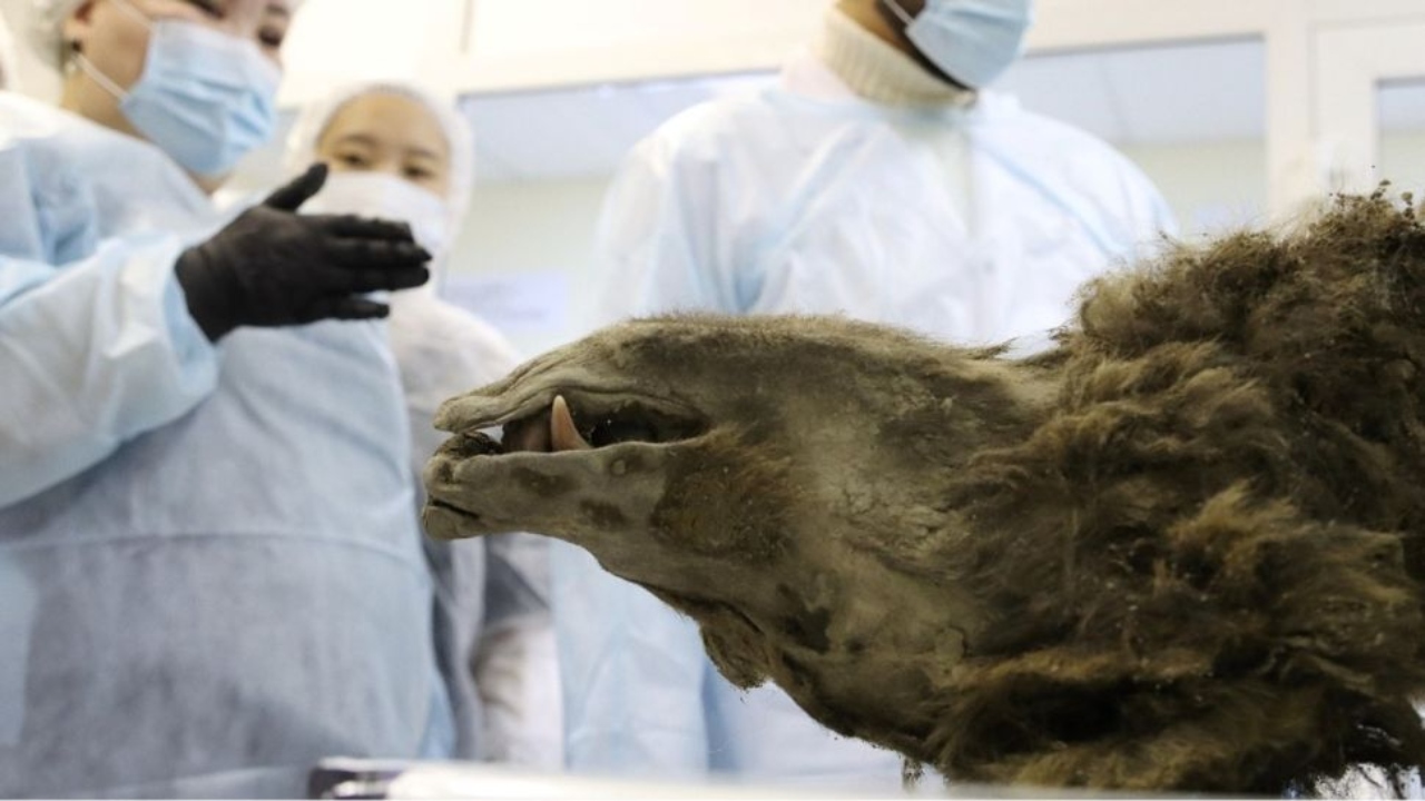 Urso ‘pré-histórico’ mumificado na Sibéria não é o que cientistas imaginaram