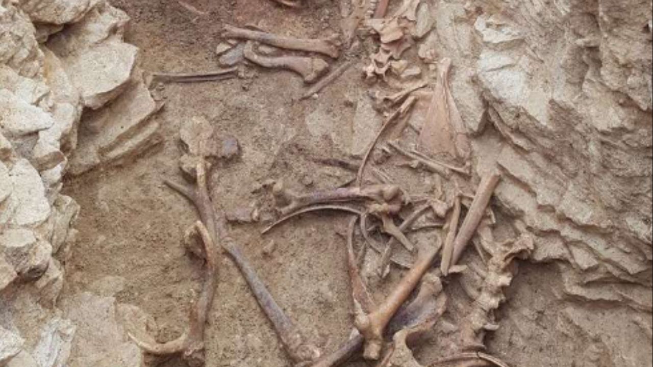 Sacrifícios animais de 4 mil anos são descobertos na Inglaterra
