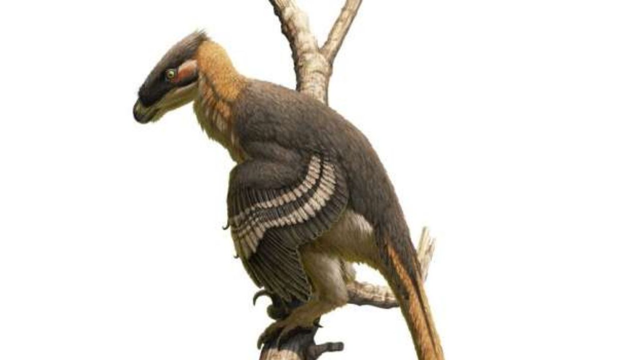 Dinossauro parente do Velociraptor é identificado em novo estudo