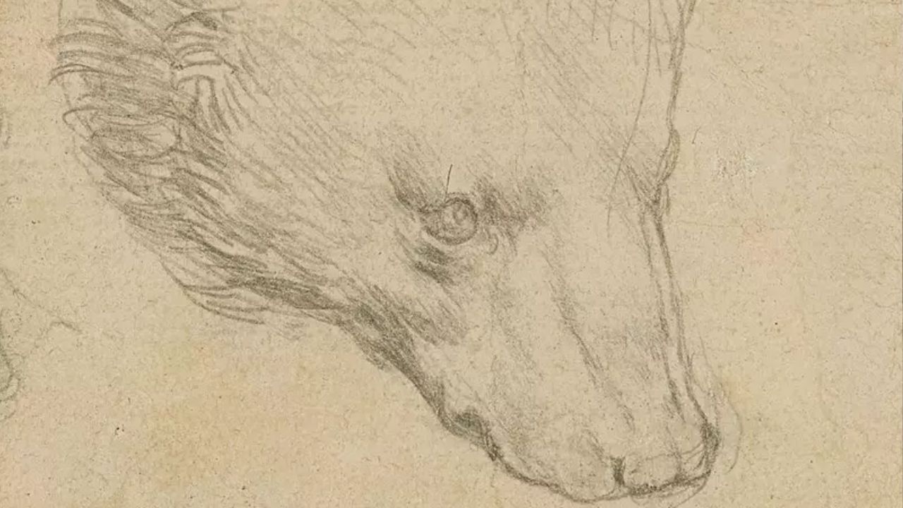 Esboço de ‘Cabeça de Urso’ pode bater recorde como desenho mais caro de Leonardo da Vinci