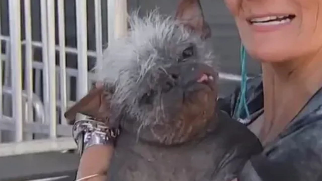 Nos Estados Unidos, concurso elege cachorro ‘mais feio do mundo’