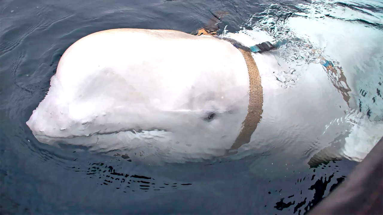 Na Noruega, pescadores encontram baleia que pode ser uma espiã russa