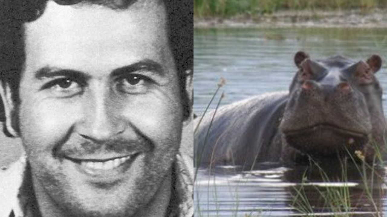 40 anos depois, hipopótamos de Pablo Escobar podem estar causando desequilíbrio ecológico na Colômbia