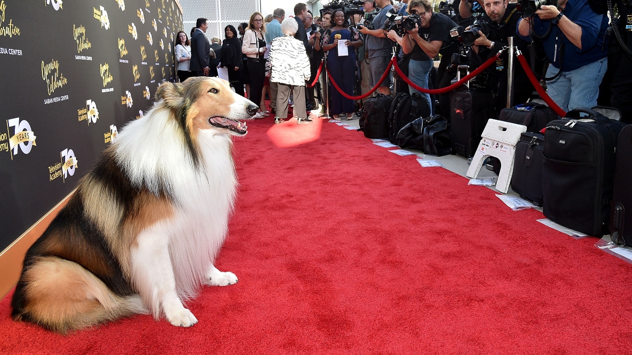 Lassie por trás das câmeras: a protagonista, na verdade, era um macho