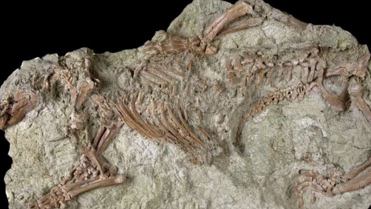 “Besta louca” de 66 milhões de anos é identificada por pesquisadores em Madagascar