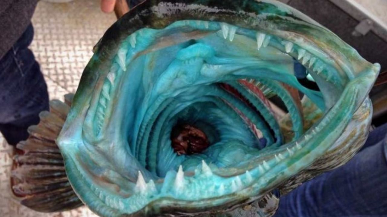 Lingcod: O peixe que pode ter 500 dentes e coloração azul
