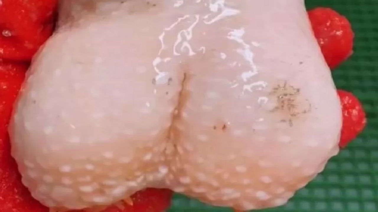 Criatura semelhante a brinquedo sexual é encontrada nas profundezas do mar