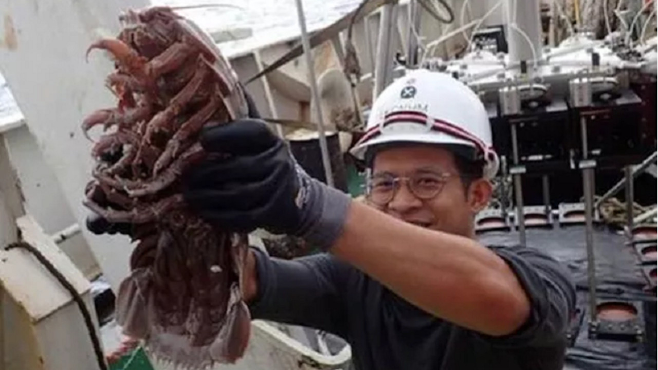 Pesquisadores encontram ‘barata gigante’ do mar na Indonésia