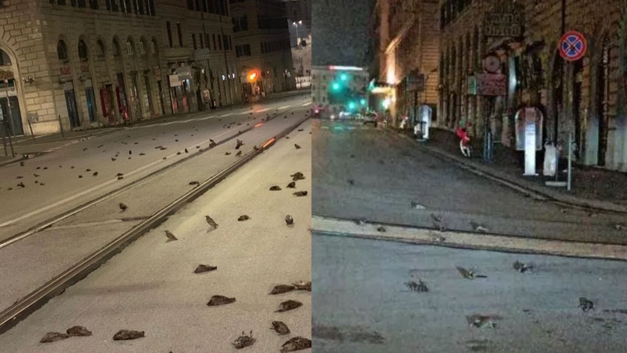 Réveillon: Fogos de artifício causam chacina de pássaros em Roma