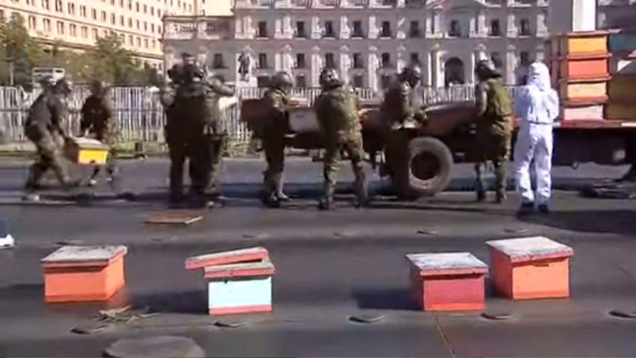 Policiais são feridos por picadas em protesto de criadores de abelhas no Chile