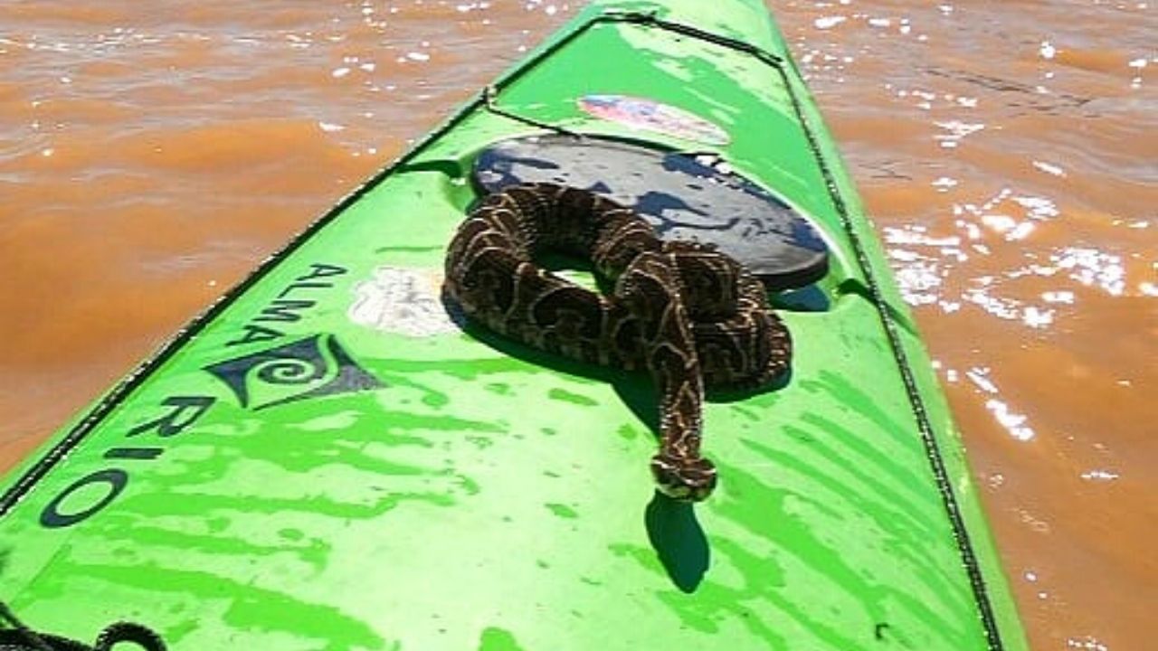Bizarro: Cobra salta de rio e pega carona em caiaque de instrutor no Rio Paraguai