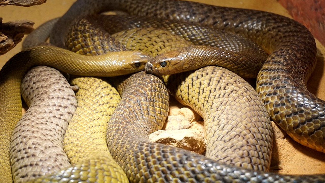 Serpentes estão evoluindo para o canibalismo, segundo estudo