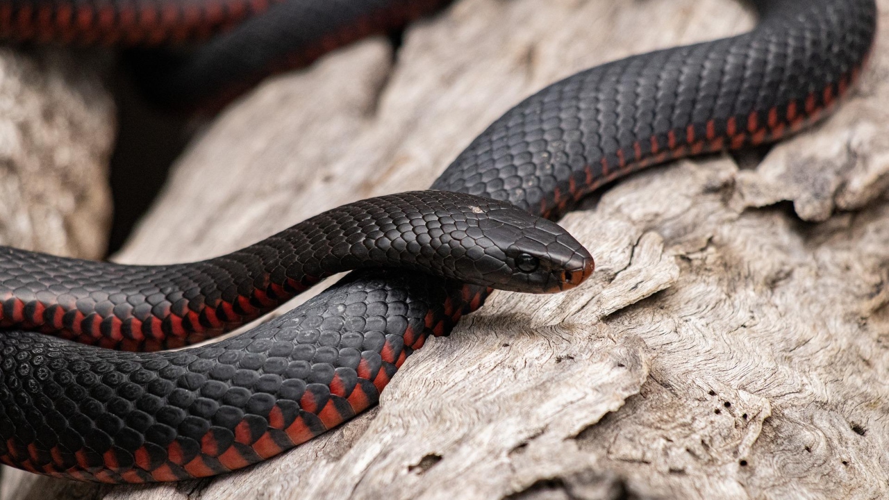 Cobra é encontrada em carro de casal durante viagem