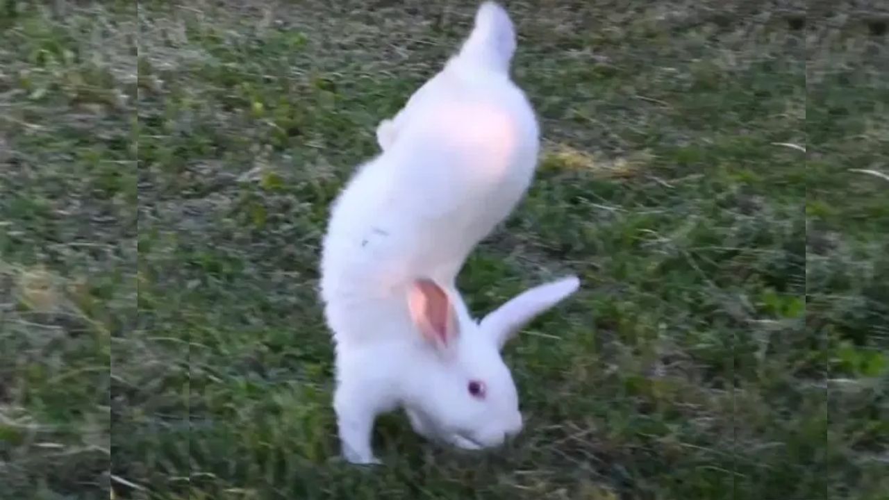 Pesquisadores descobrem porquê coelhos de Altford correm de maneira peculiar