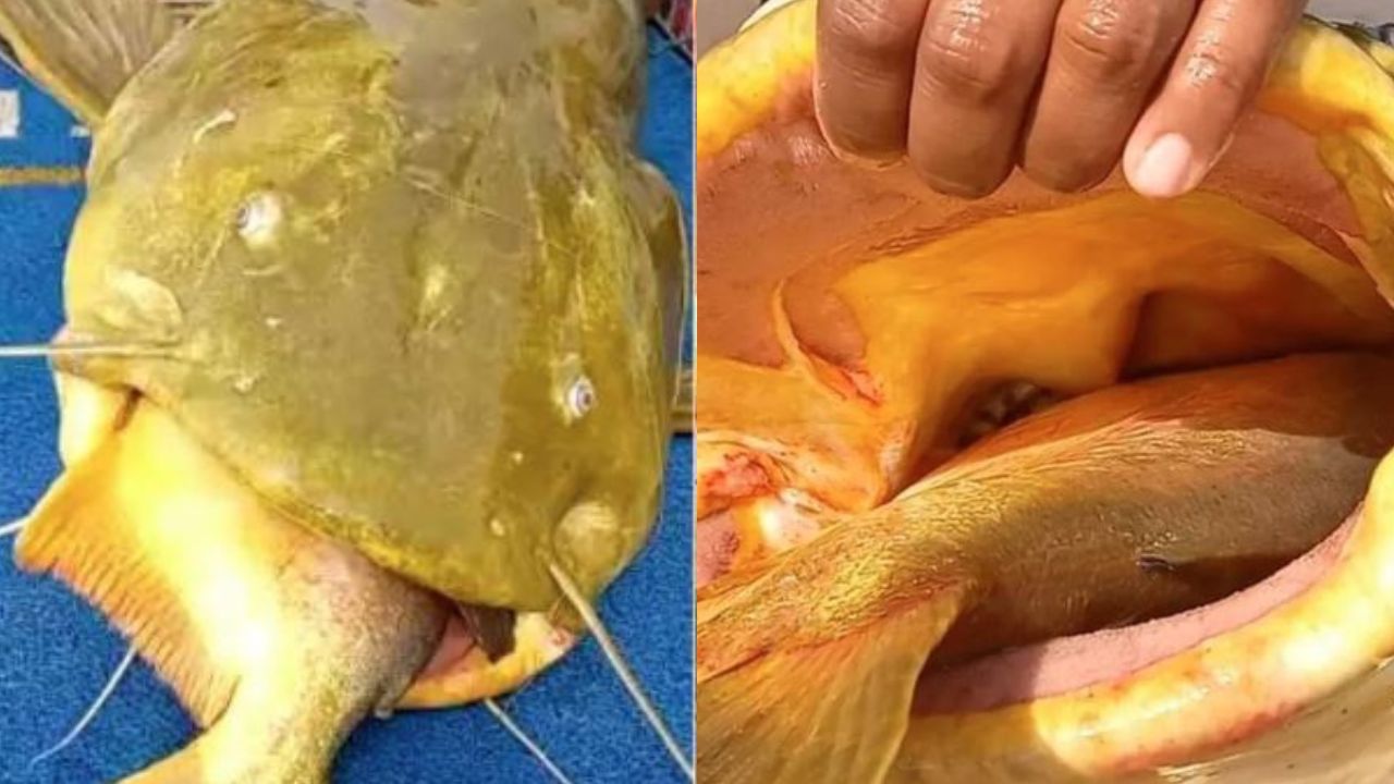 Peixes são capturados juntos após um ter ficado entalado na boca do outro