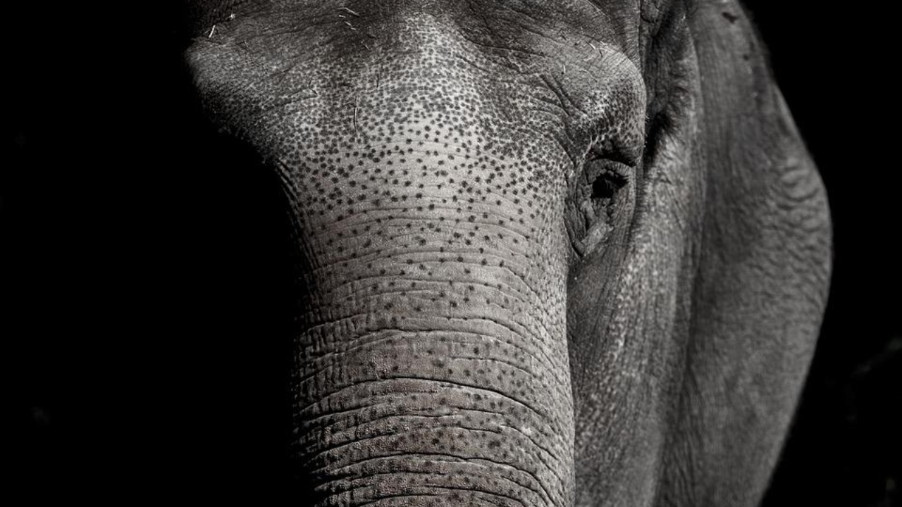 Elefante mata mulher, ressurge em manada durante funeral e pisoteia cadáver