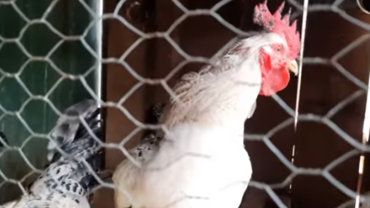 O galo que botou ovos e escapou do abate: a saga de Chico