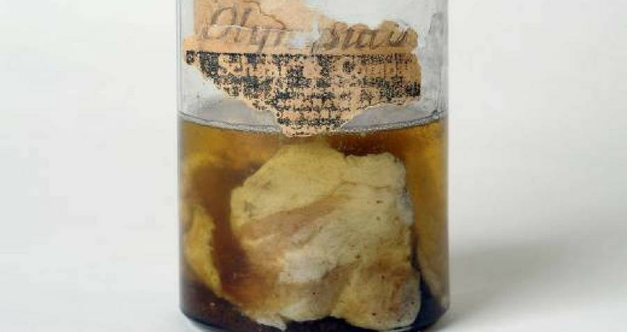 O inusitado dia em que ‘choveu’ carne em Kentucky, nos EUA