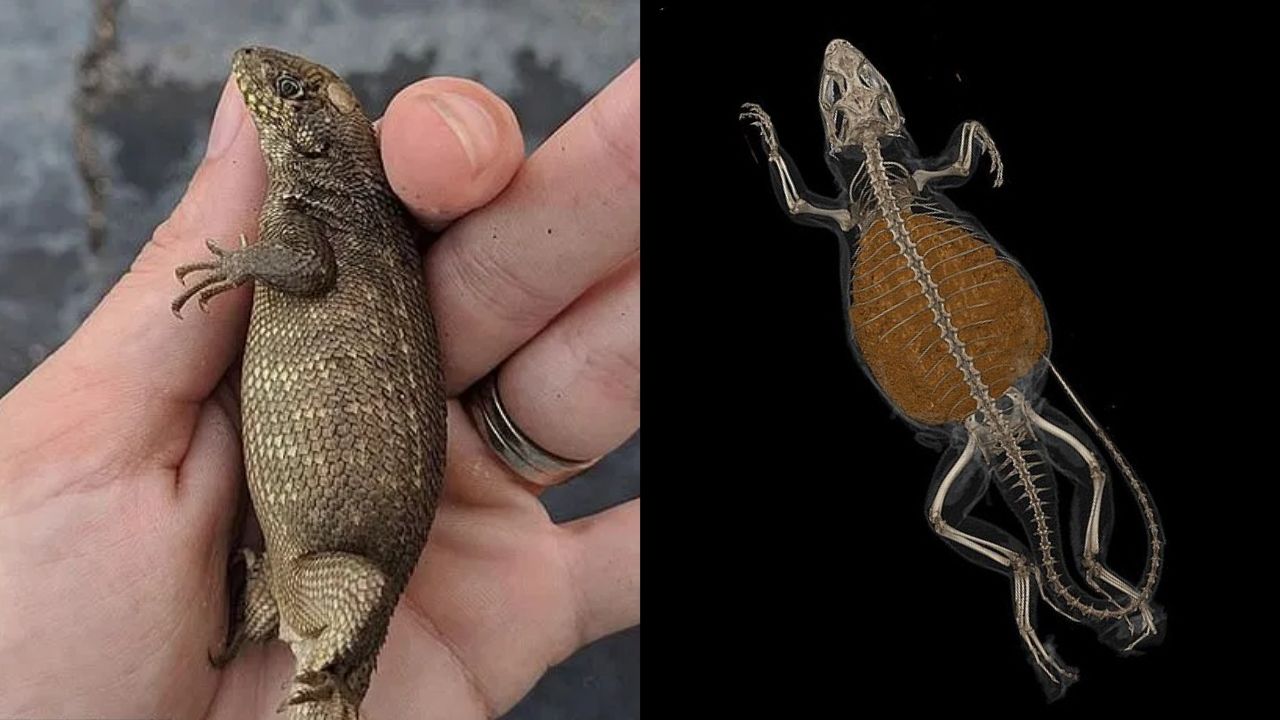 Lagarto gordo que vivia perto de pizzaria tinha cocô que ocupava 80% da massa corporal