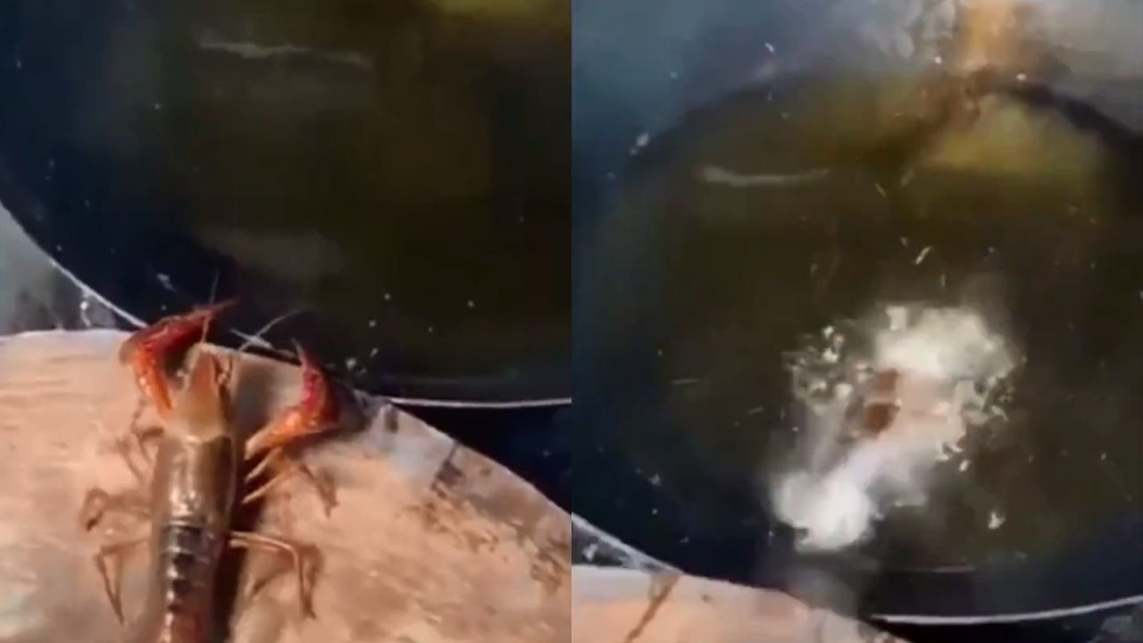 Internautas se comovem com vídeo de lagosta “mergulhando” no óleo