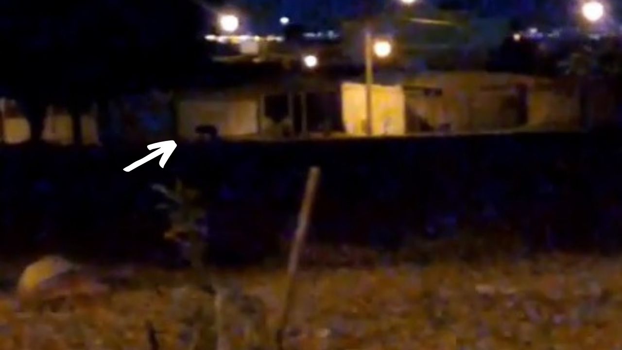 Era um adestrador de cães: o vídeo viral que flagrou um ‘lobisomem’ em Brasília