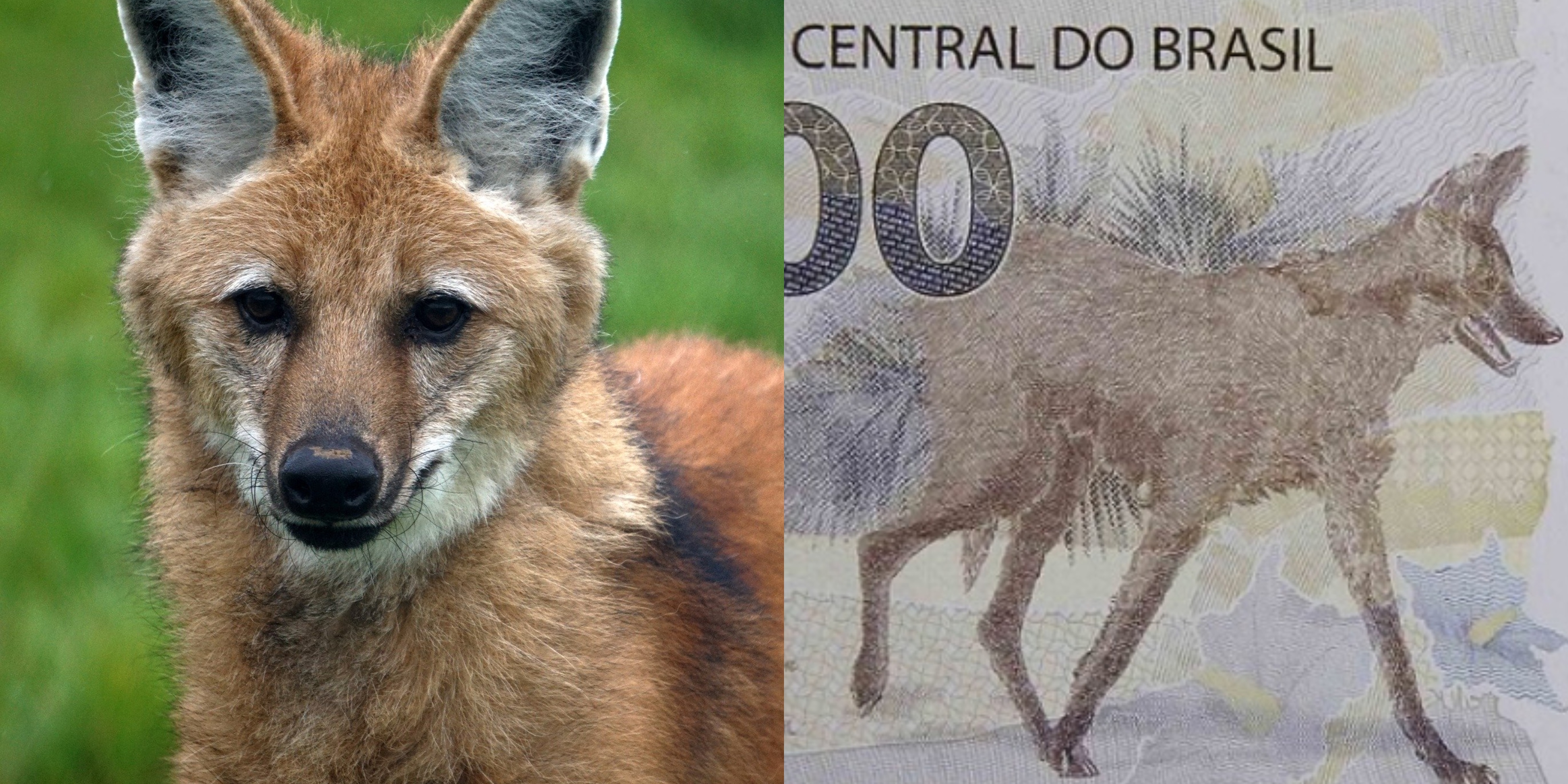 Lobo-guará: conheça o lobo símbolo do Brasil