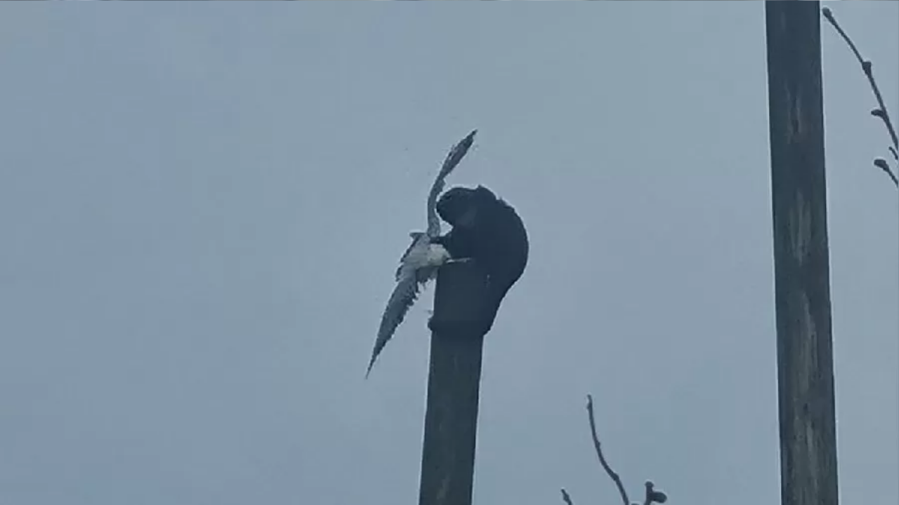 No Reino Unido, mulher grava macaco golpeando gaivota até a morte: ‘Verdadeiro King Kong’