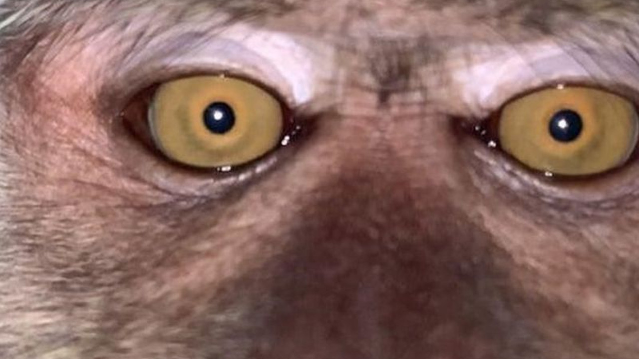 Após recuperar celular perdido, homem encontra selfies de macaco