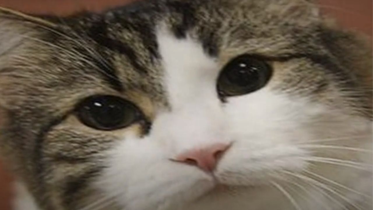 Oscar, o gato de estimação que teria “previsto” a morte de 100 pessoas