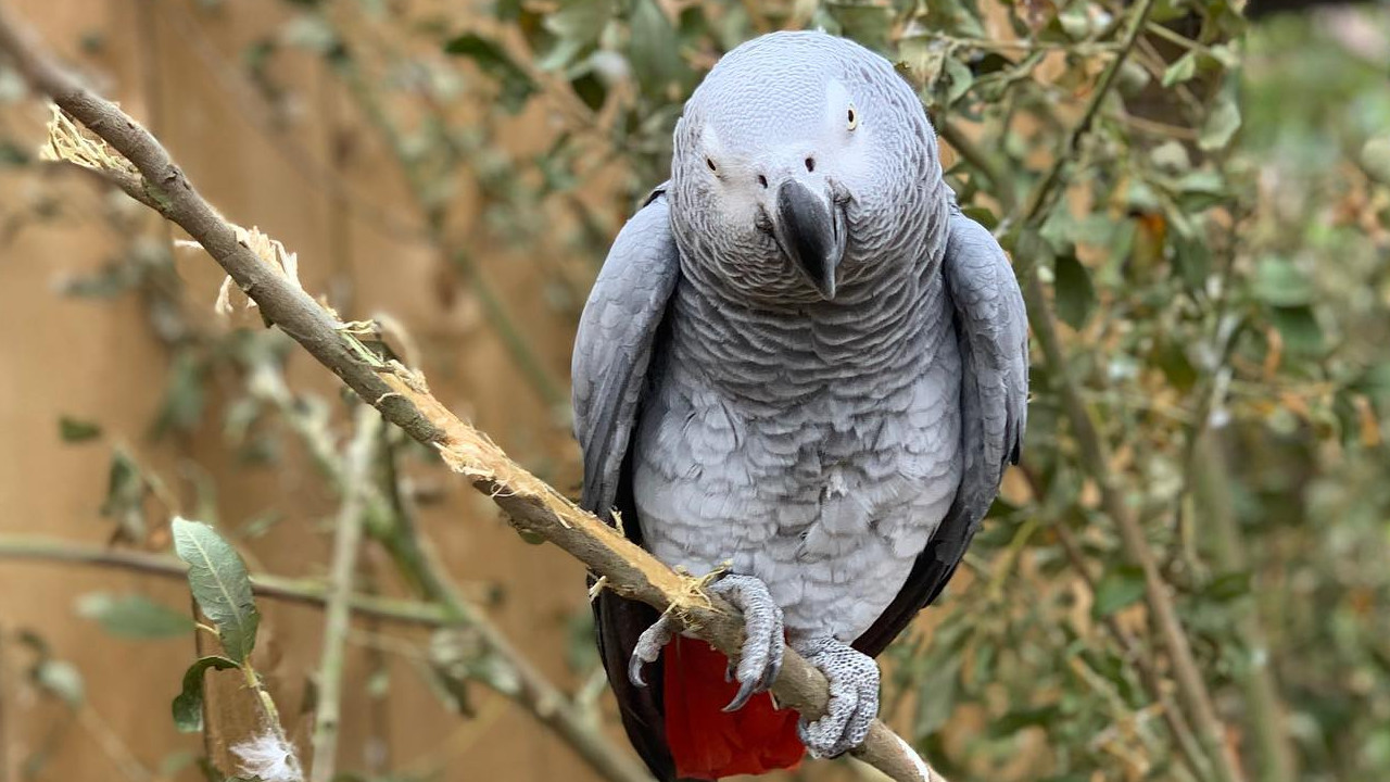 Papagaios são separados após ofenderem pessoas em zoológico