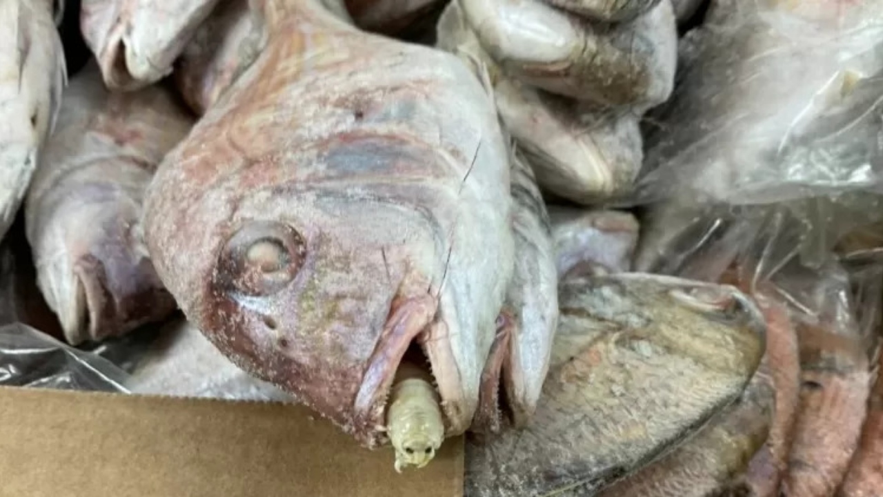 ‘Piolho comedor de língua’ é encontrado durante importação de peixes