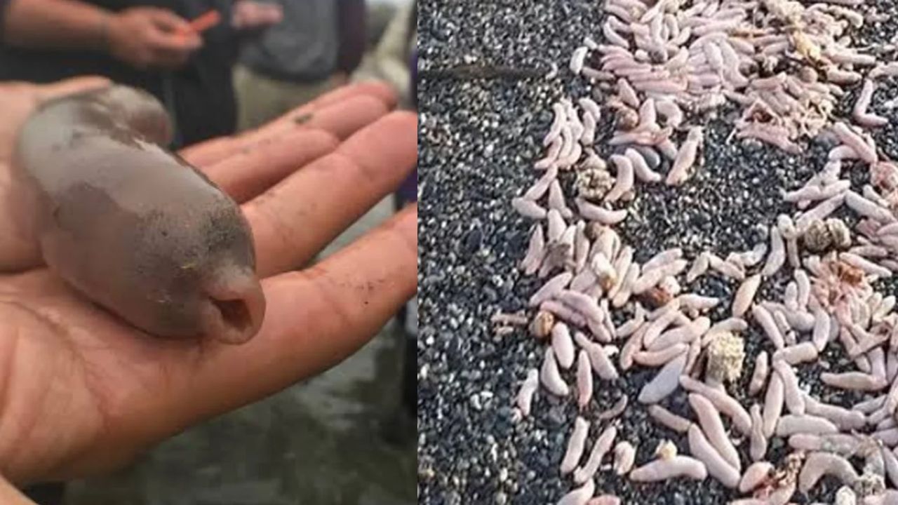 O que são os ‘peixes-pênis’, vistos em praia na Argentina após tempestade?