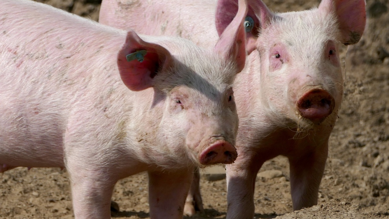 África: Homem é suspeito de matar mulheres e alimentar porcos com os corpos