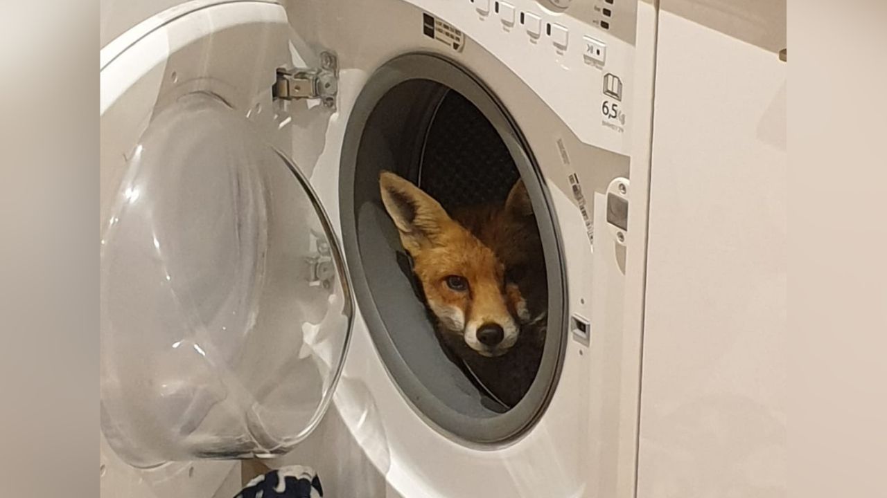 Mulher encontra raposa dentro de sua máquina de lavar roupas