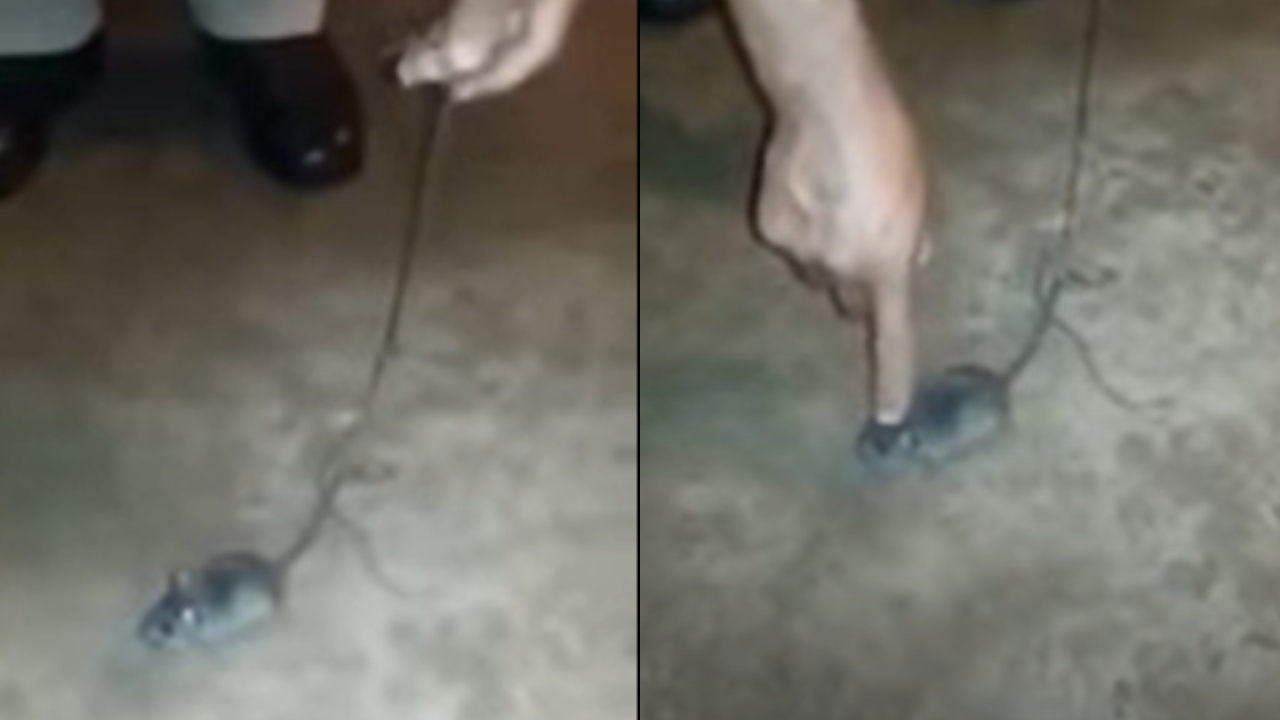 Relembre o caso do rato treinado para traficar drogas em presídio