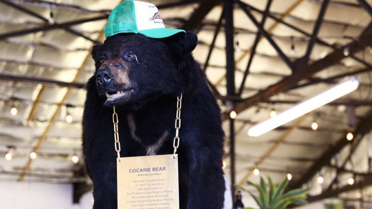 Tema de novo filme: a tragédia de ‘Pablo EskoBear’, o urso que consumiu 40 quilos de cocaína