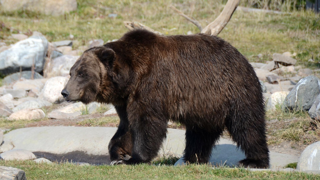 EUA: Mulher dá soco em ursa-negra para sobreviver a ataque