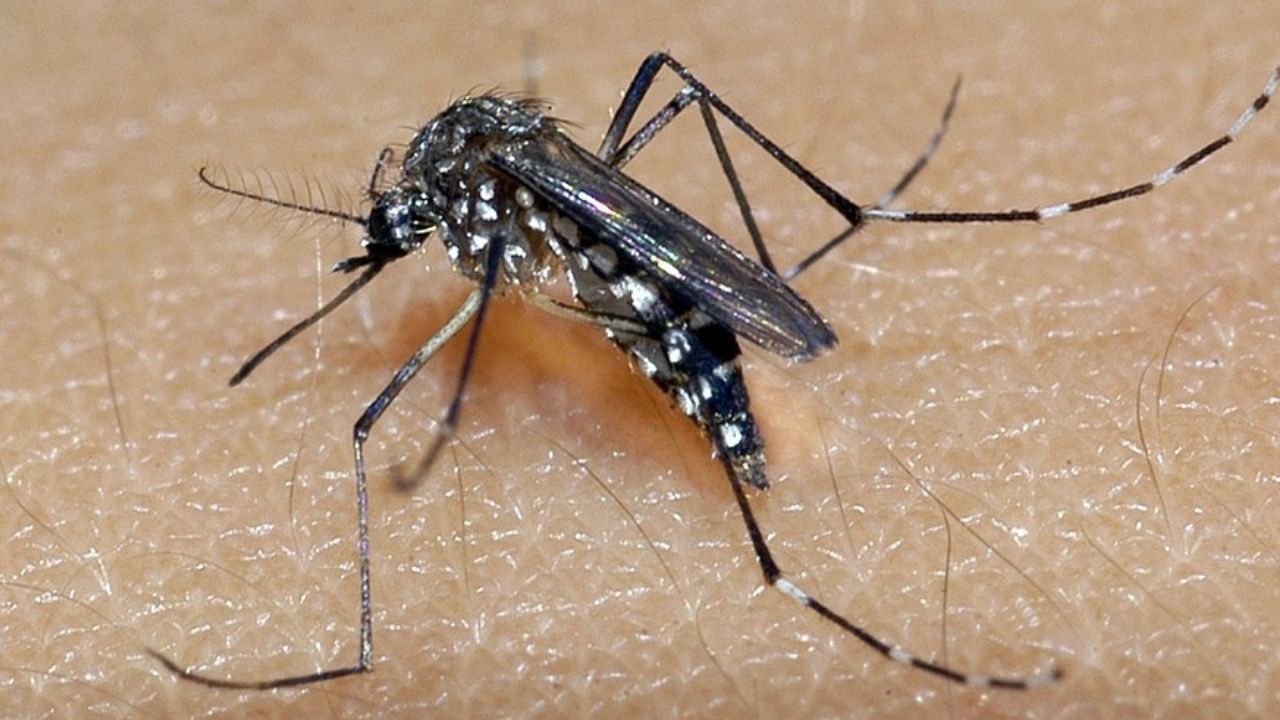 Goiás emite alerta sobre chikungunya: ‘Se atentem’
