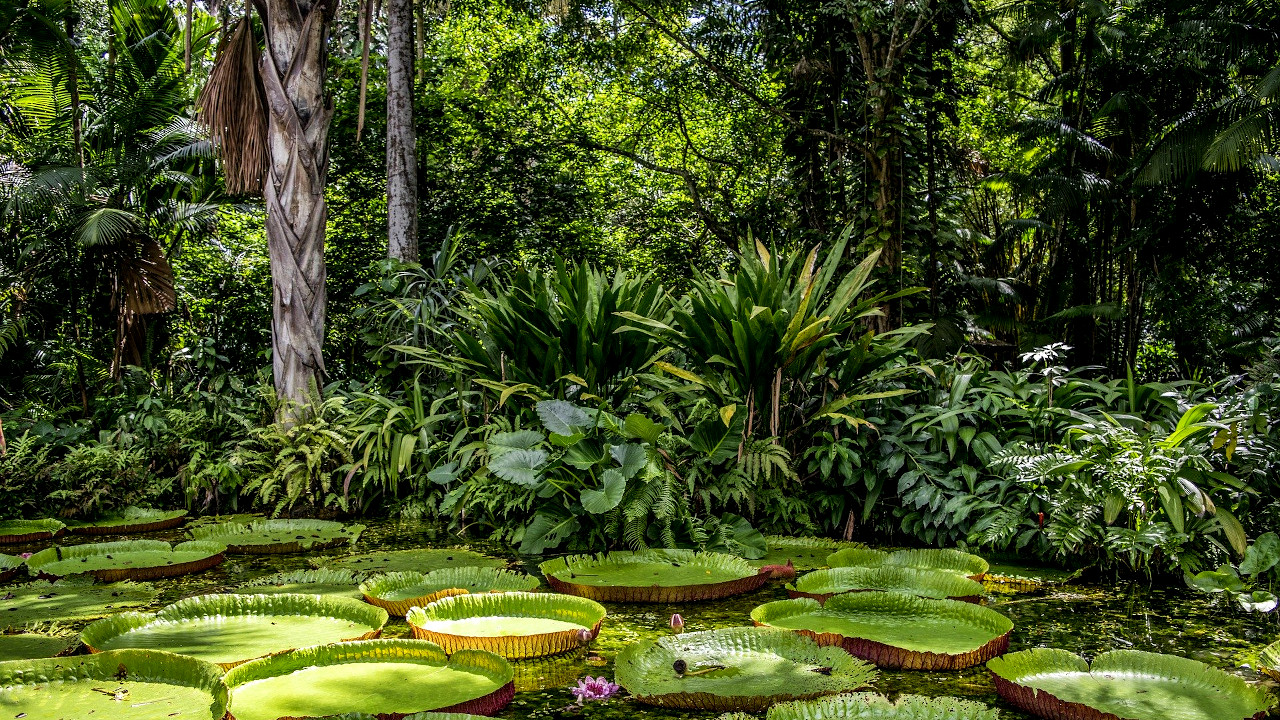 Amazônia: as culturas avançadas que viveram mil anos antes da chegada de Cabral