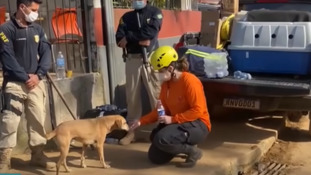 Mais de 200 animais são resgatados em Petrópolis