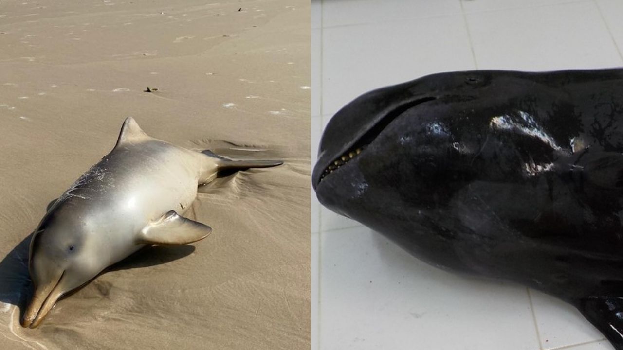 Em Santa Catarina, mortes de baleias e golfinhos preocupa especialistas